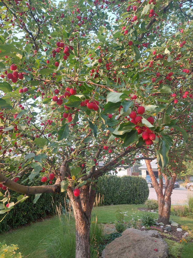 Free U pick Crab Apples
