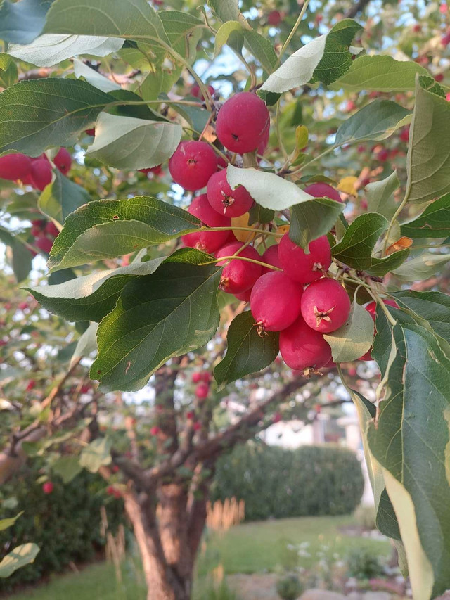 Free U pick Crab Apples - photo 2