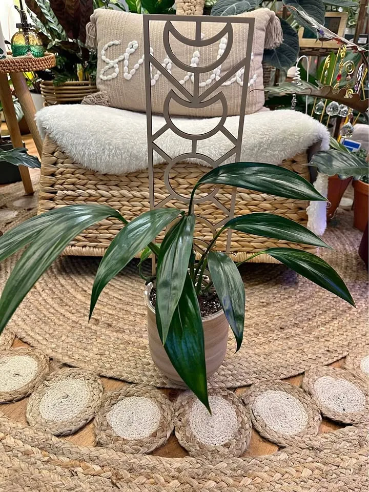 Epipremnum Amplissimum w/ Trellis and Cover Pot thumbnail
