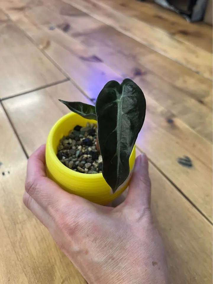 Variety of Alocasia Starter Plants in Self watering pots w/ Pon image indicator(2)