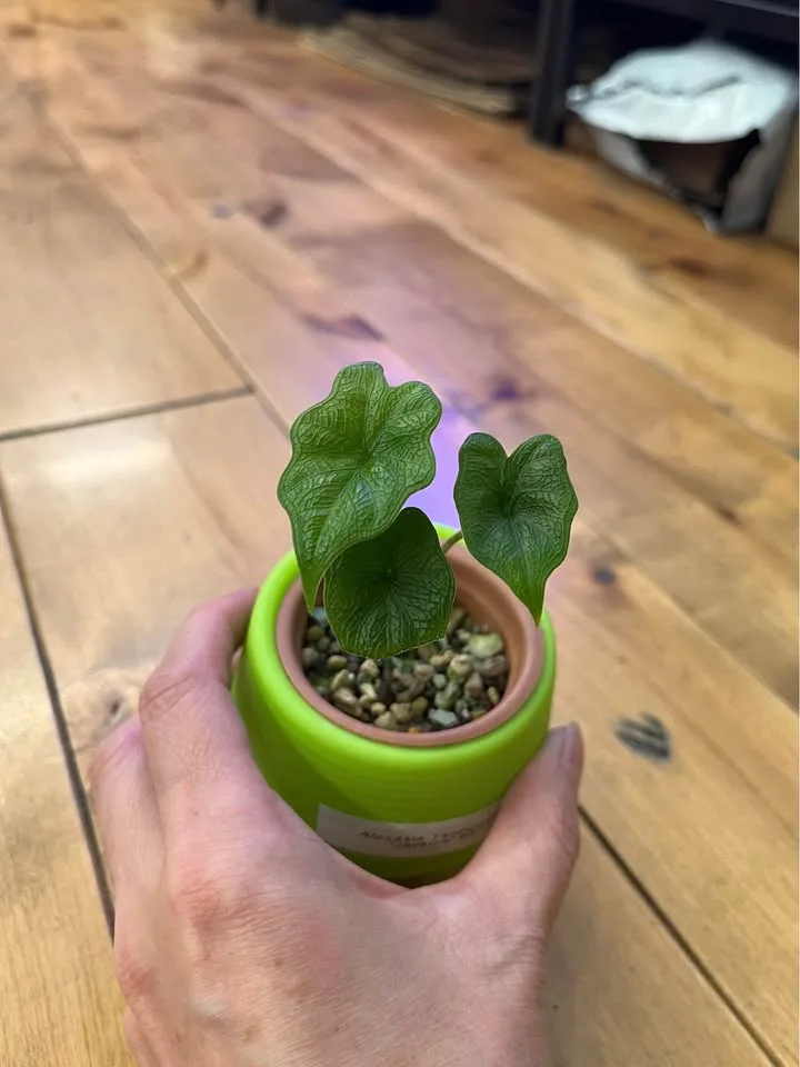 Variety of Alocasia Starter Plants in Self watering pots w/ Pon image indicator(3)