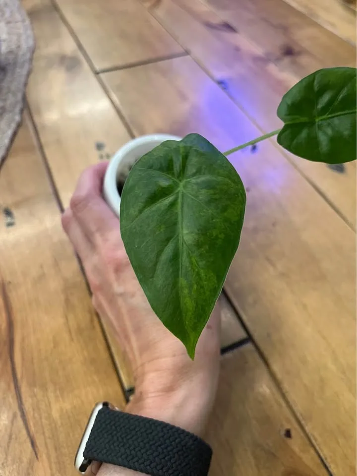 Variety of Alocasia Starter Plants in Self watering pots w/ Pon image indicator(4)