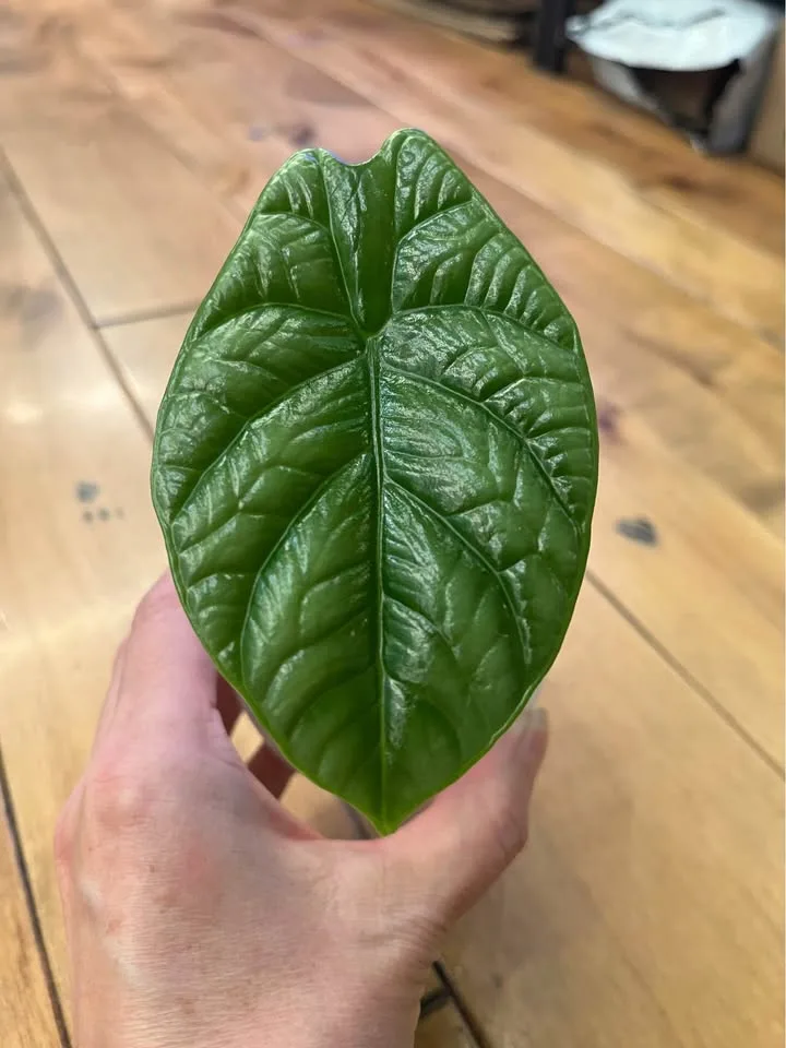 Variety of Alocasia Starter Plants in Self watering pots w/ Pon image indicator(5)