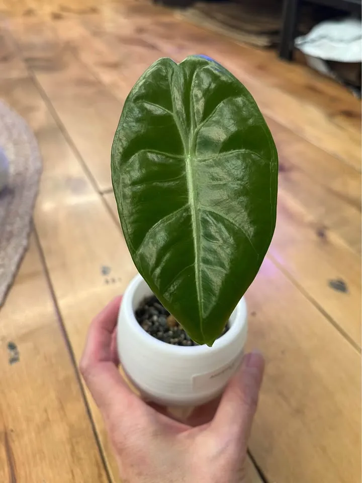 Variety of Alocasia Starter Plants in Self watering pots w/ Pon image indicator(6)