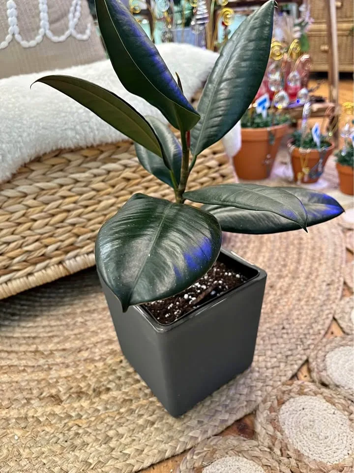 Ficus Burgundy w/ Grey Glass Cover Pot thumbnail