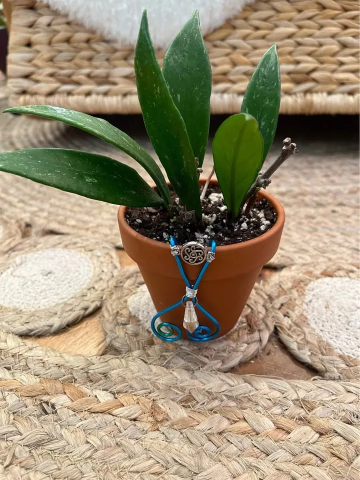 Hoya Publicalyx in 3” Terracotta w/ decorative Pot Hanger image indicator(2)