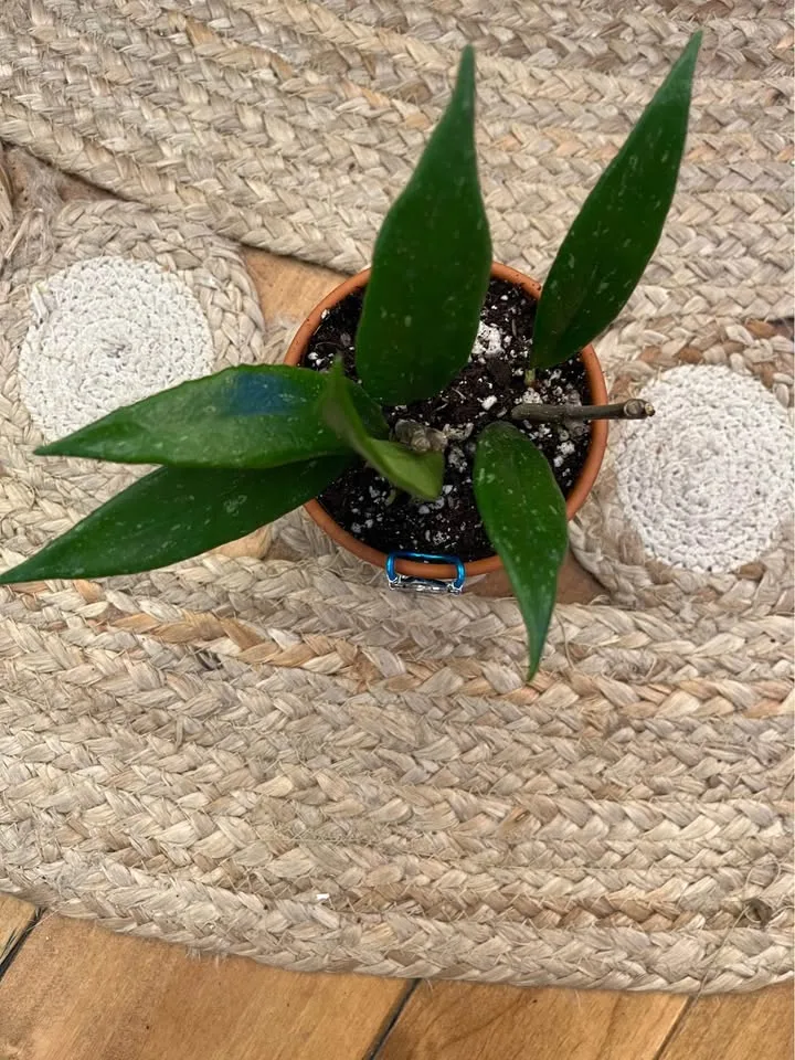 Hoya Publicalyx in 3” Terracotta w/ decorative Pot Hanger image indicator(3)