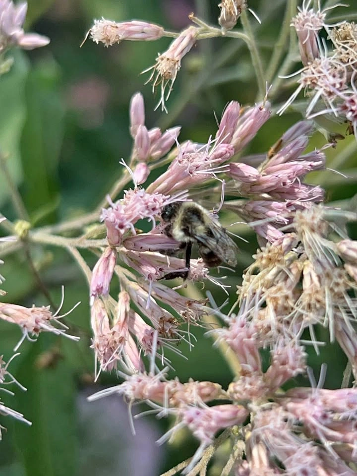 Joe Pye Weed Plants