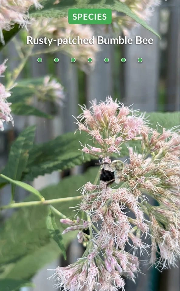 Joe Pye Weed Plants - photo 2