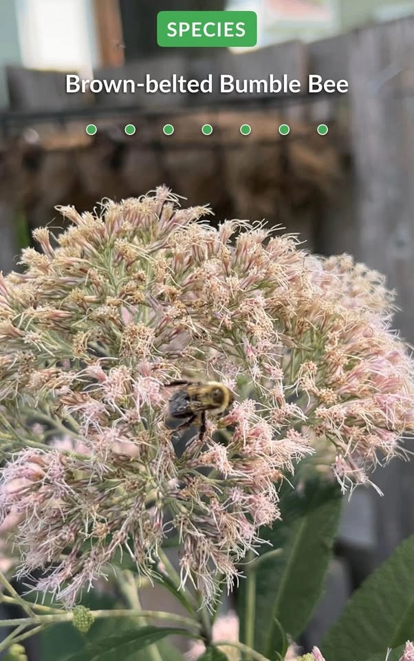 Joe Pye Weed Plants - photo 3