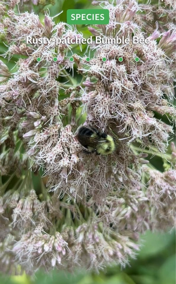 Joe Pye Weed Plants - photo 4