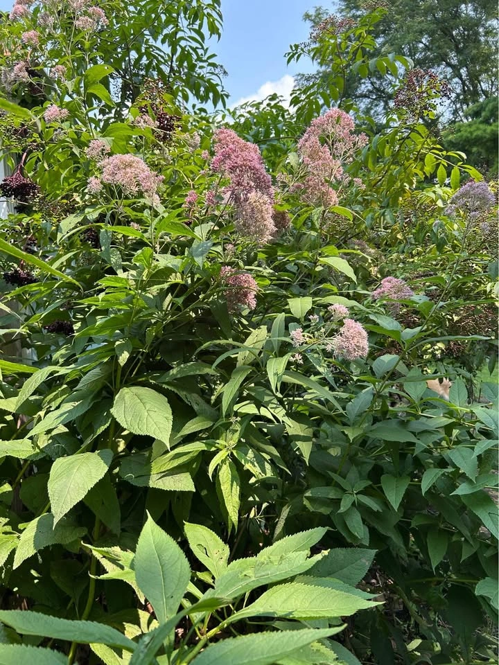 Joe Pye Weed Plants - photo 5