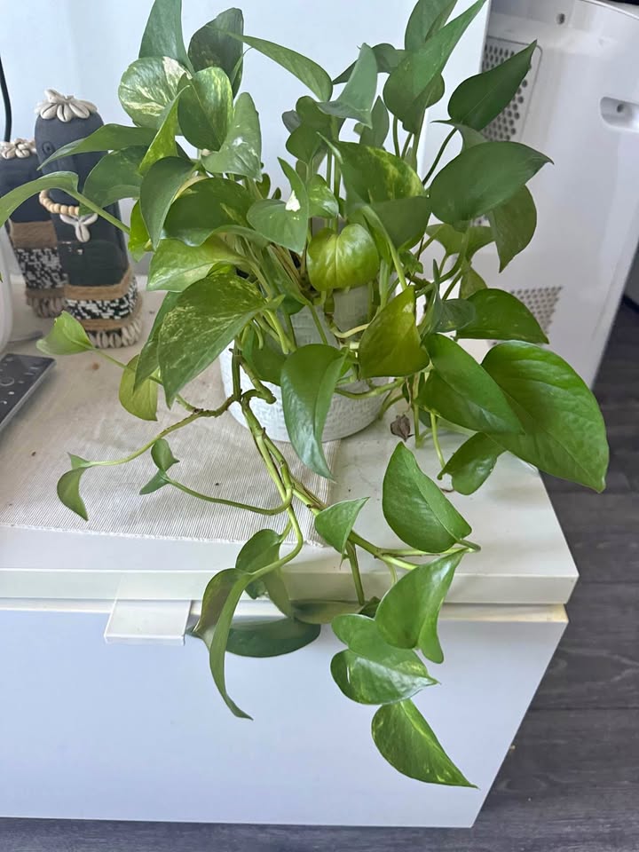 POTHOS PLANT WITH VASE 🍀🌱