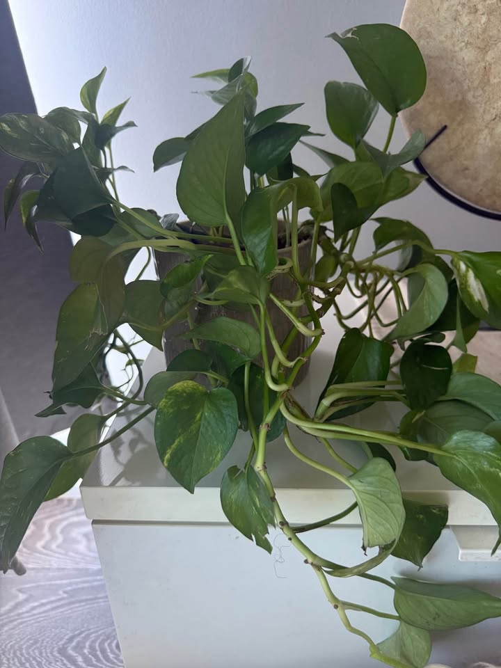 POTHOS PLANT WITH VASE 🍀🌱 - photo 2