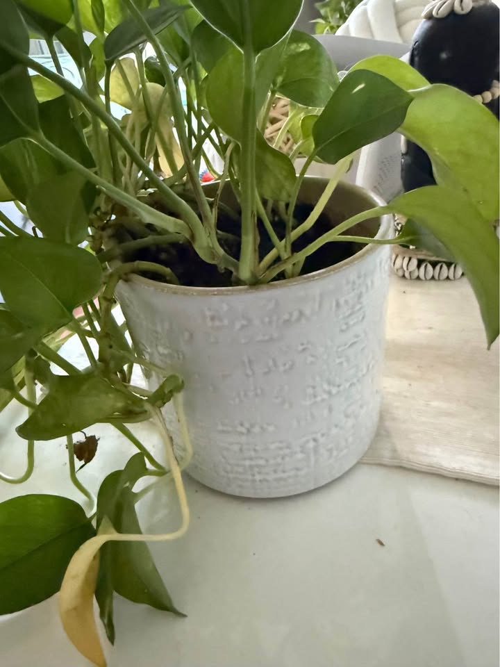 POTHOS PLANT WITH VASE 🍀🌱 - photo 3