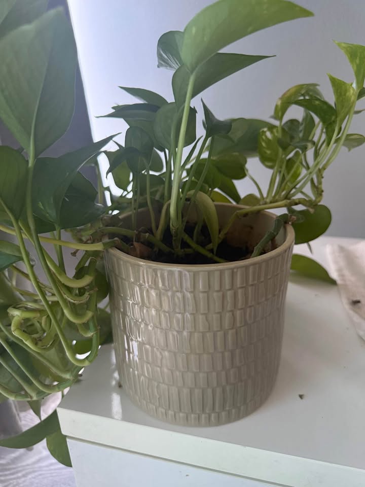 POTHOS PLANT WITH VASE 🍀🌱 - photo 4