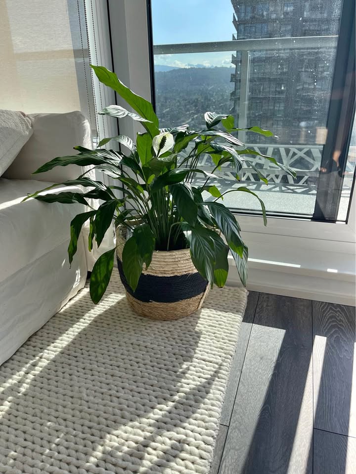 Woven Basket Planter and Plants