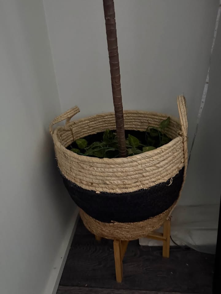Woven Basket Planter and Plants - photo 3
