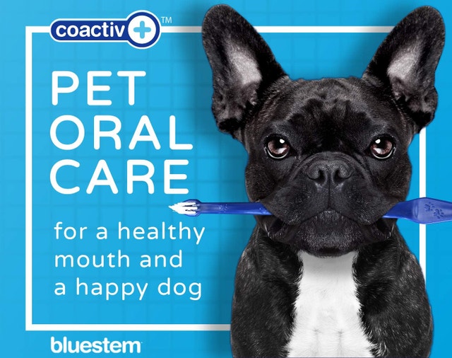 NEW Bluestem Pet Toothbrush Set - 2 Double-Sided Dogs and Cats - photo 4
