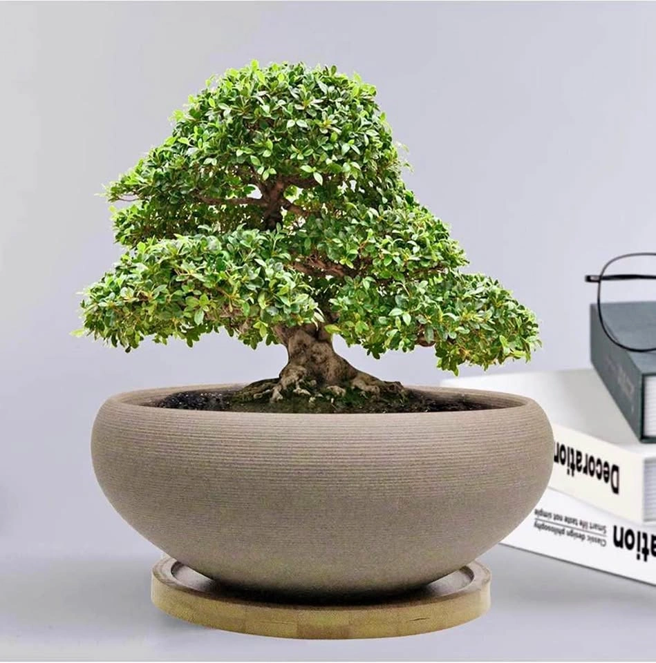 Round Unglazed Ceramic Bonsai Pot with Bamboo Tray