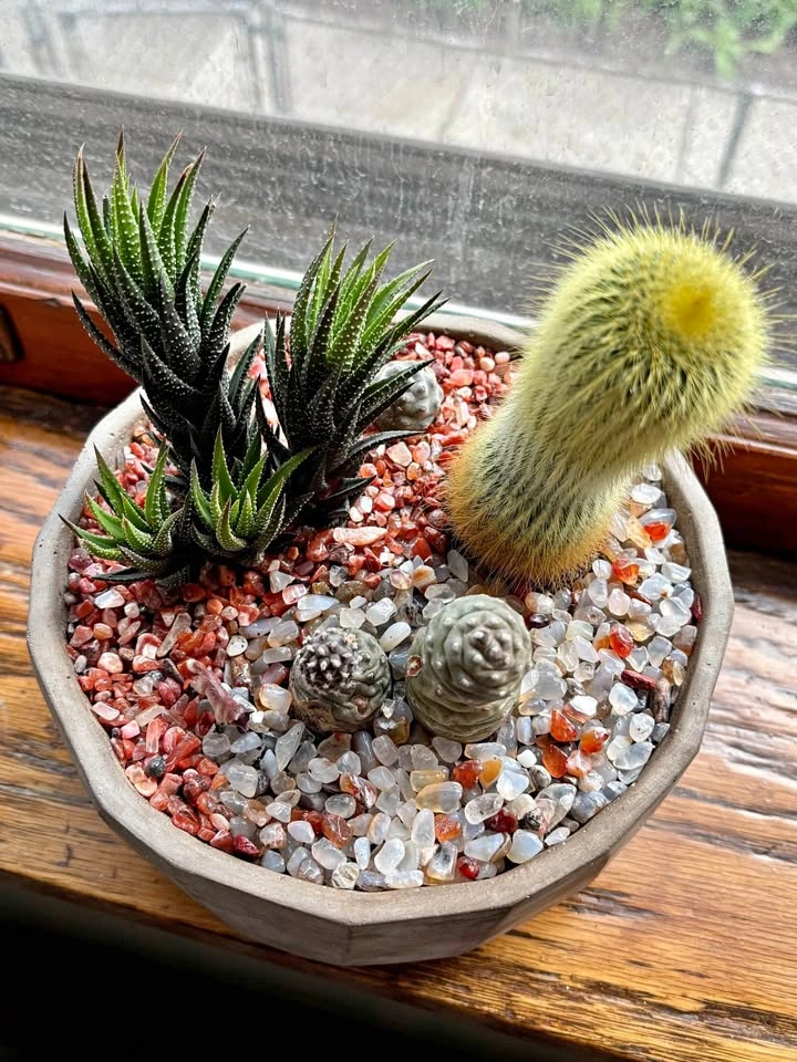 Cactus Landscape