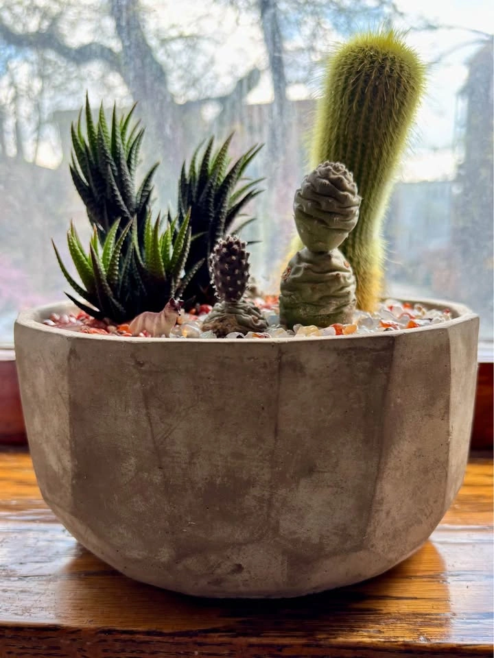 Cactus Landscape - photo 2