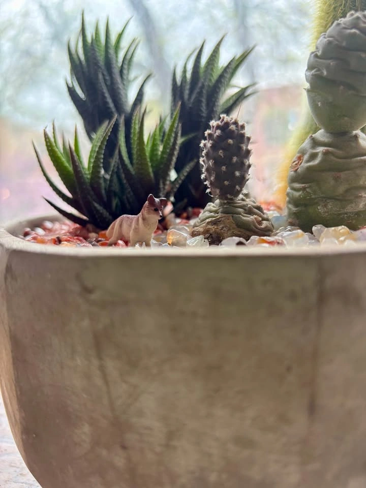 Cactus Landscape - photo 3