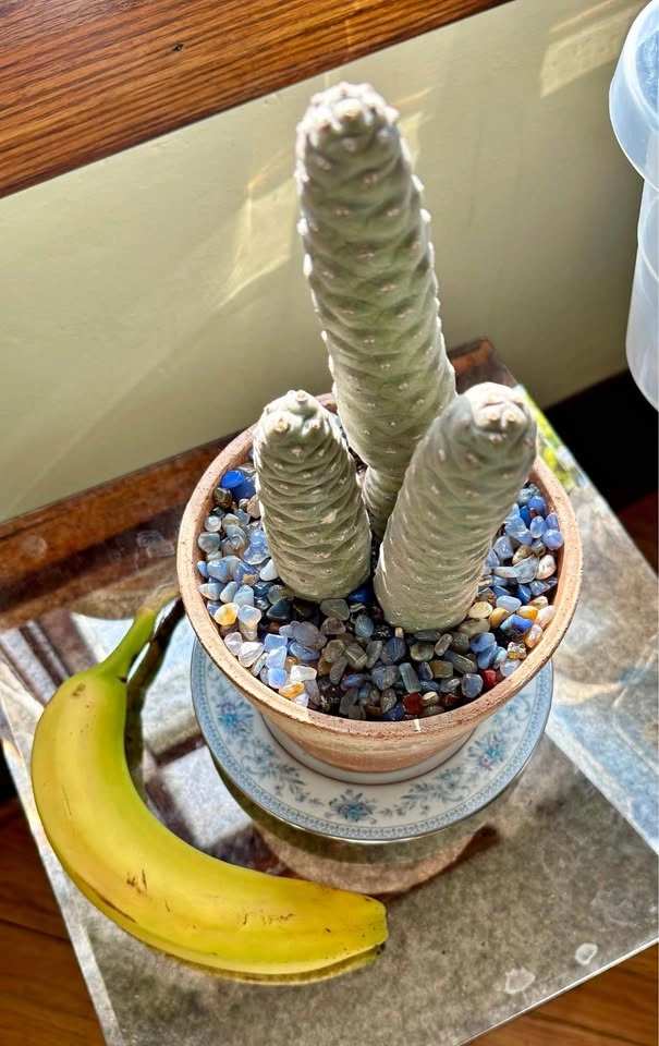 Pine Cone Cactus