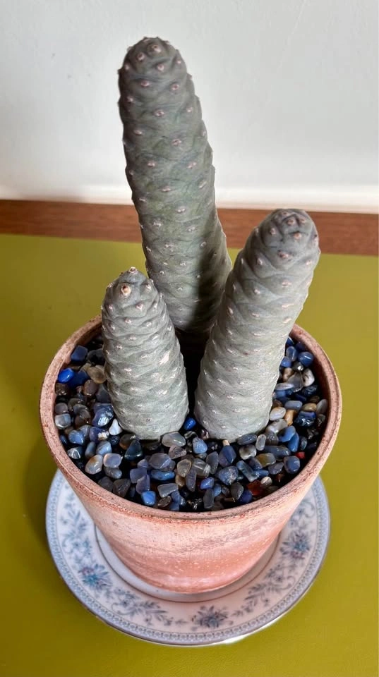 Pine Cone Cactus - photo 2