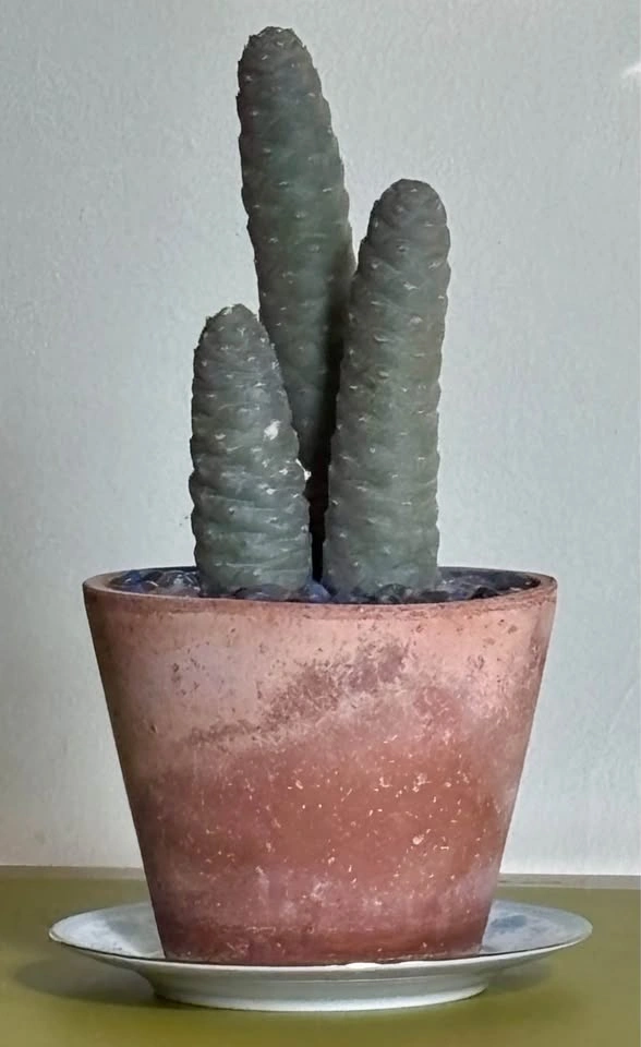 Pine Cone Cactus - photo 3