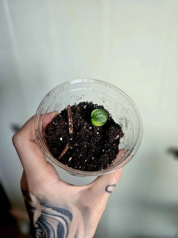 Golden Queen Pothos 🌿