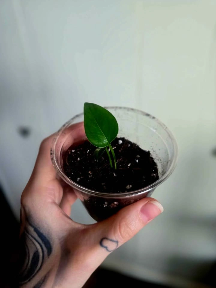 Golden Queen Pothos 🌿 - photo 2