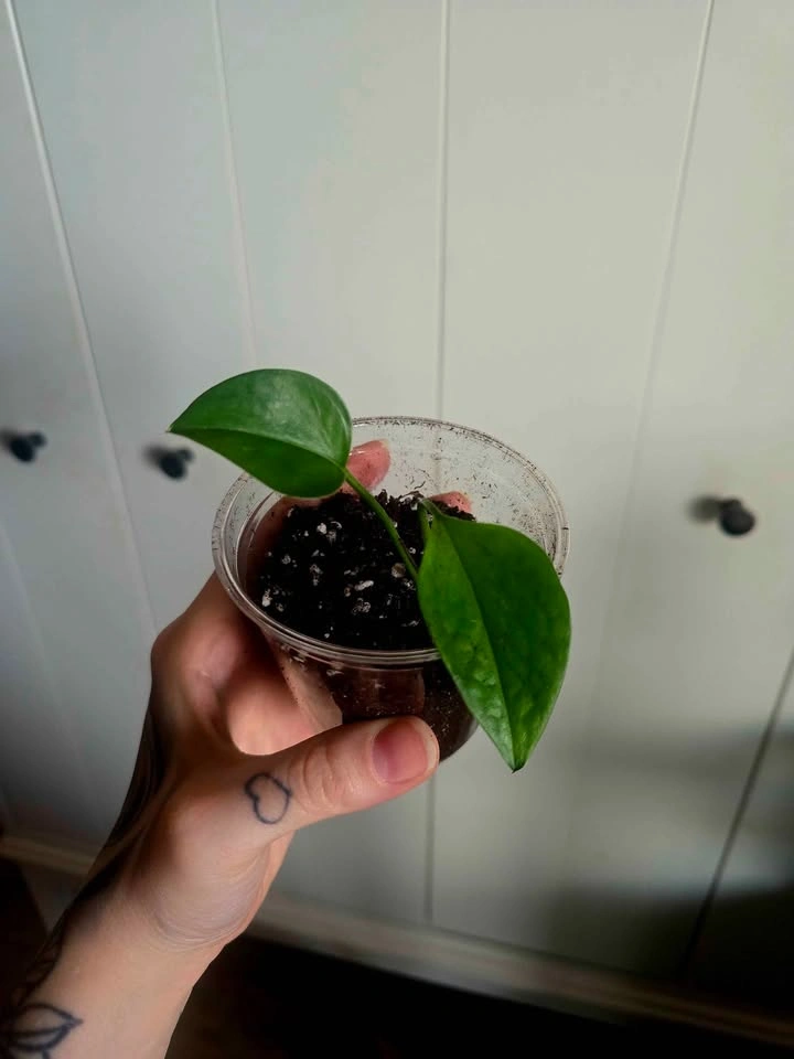 Golden Queen Pothos 🌿 - photo 3