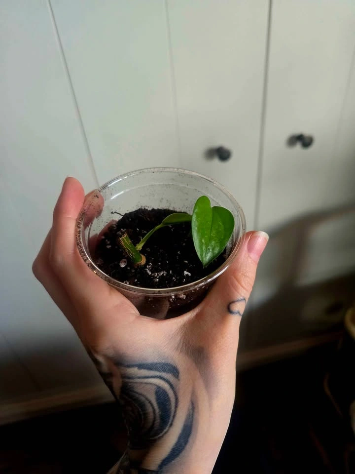 Golden Queen Pothos 🌿 - photo 4