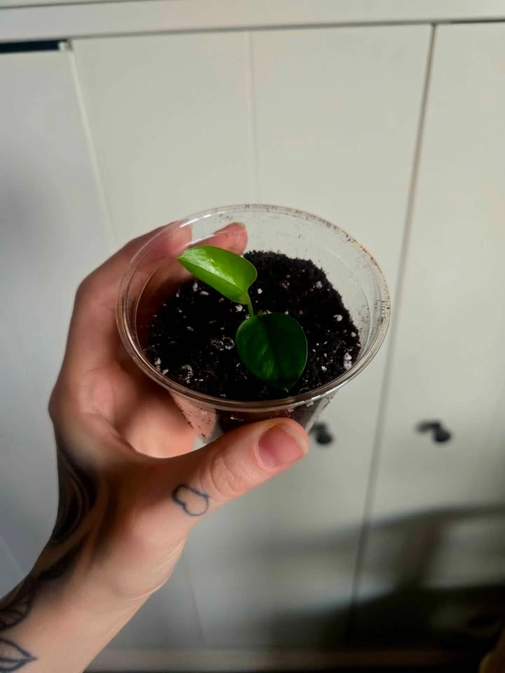 Golden Queen Pothos 🌿 - photo 5