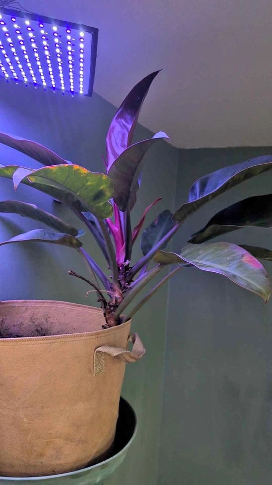 Plant for sale. I forgot what it was called.