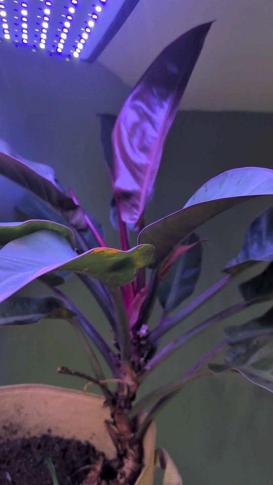 Plant for sale. I forgot what it was called. - photo 2