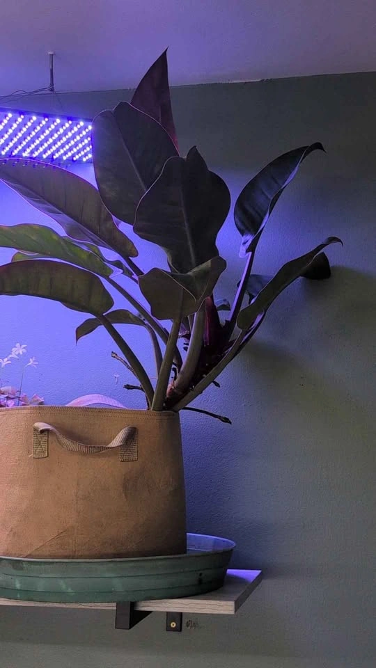 Plant for sale. I forgot what it was called. - photo 3