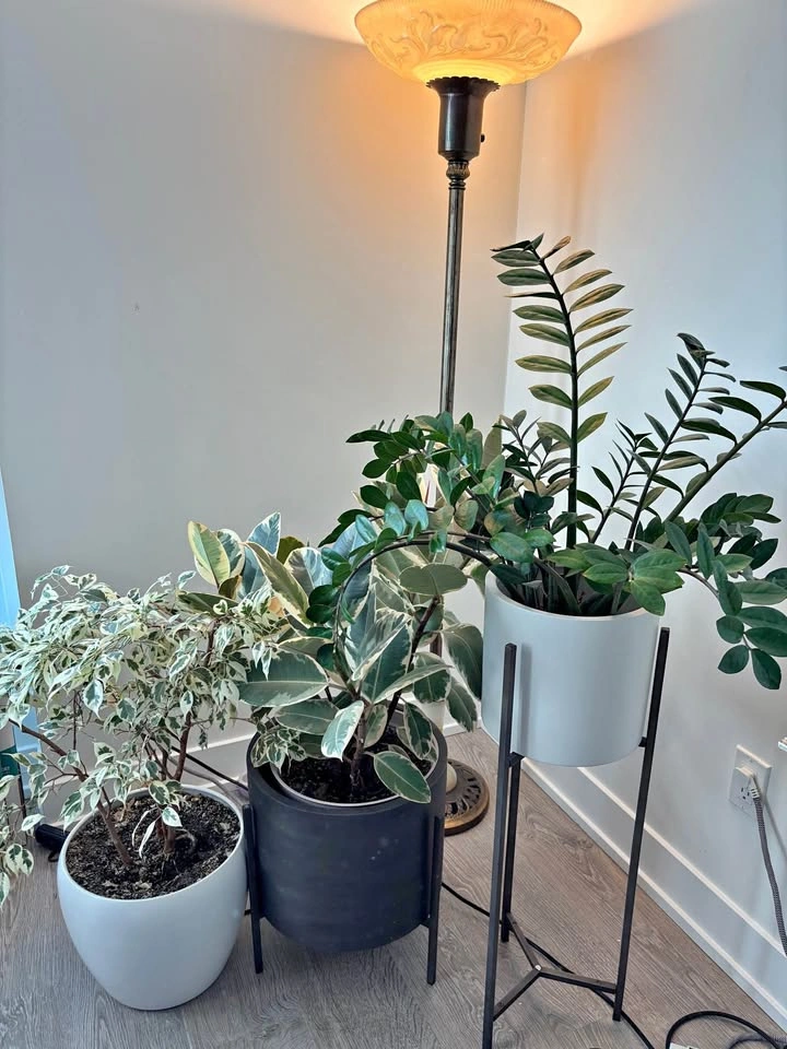 Plants Iron Stand, or Pot comes with Plants