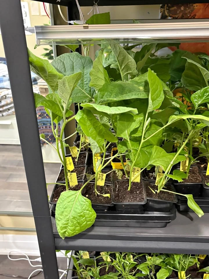 Vegetable Seedlings for Sale