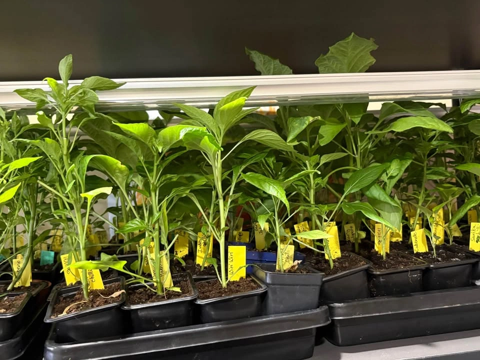 Vegetable Seedlings for Sale - photo 2