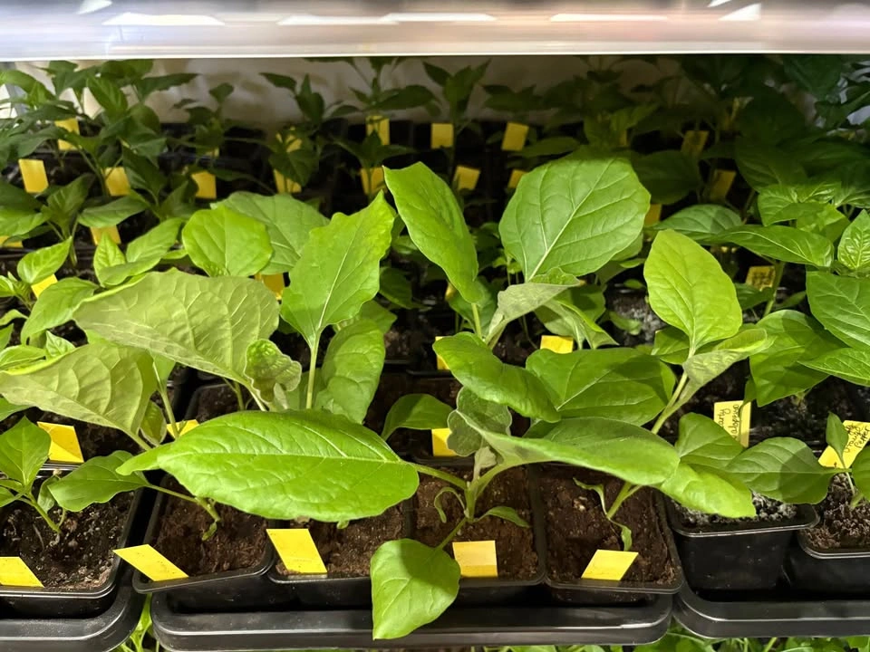 Vegetable Seedlings for Sale - photo 3
