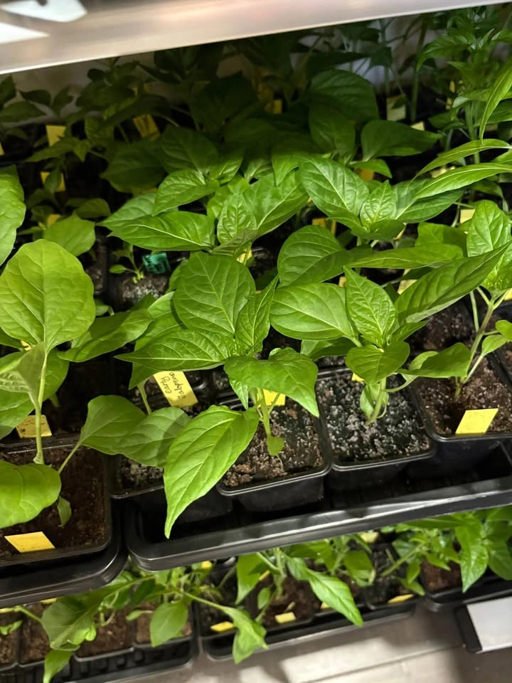 Vegetable Seedlings for Sale - photo 4