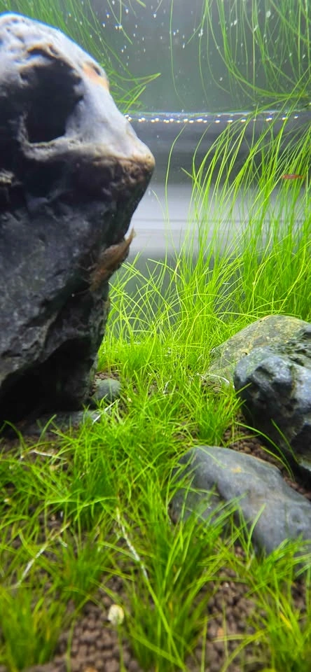 ADA ES-150 Aquarium Filter - photo 3
