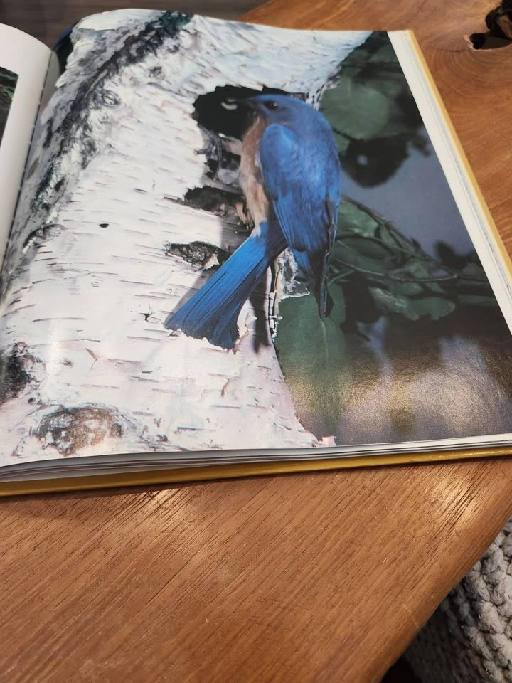 First Edition Birds of Canada Vintage Coffee Table Book - photo 4