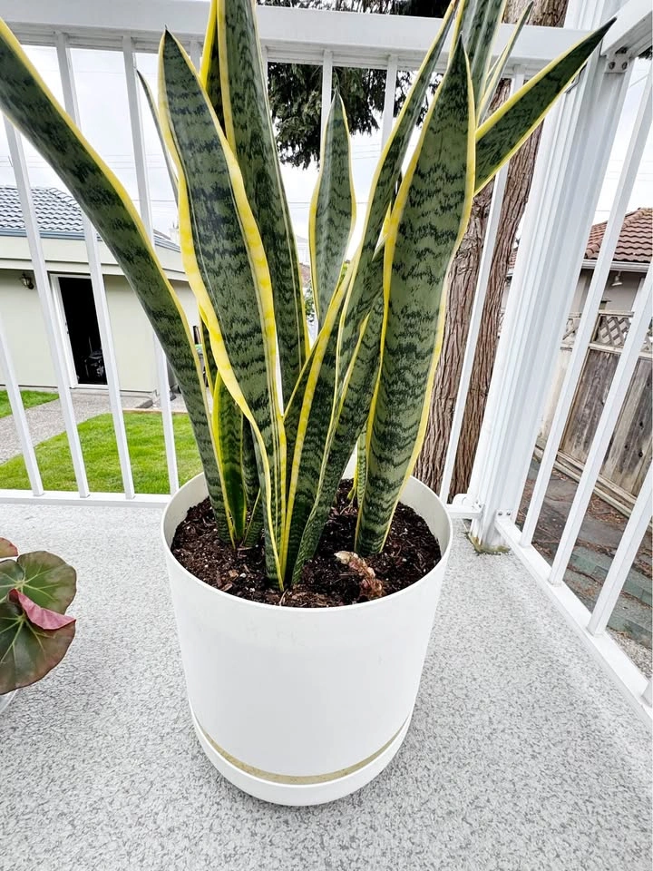 Big Snake Plant