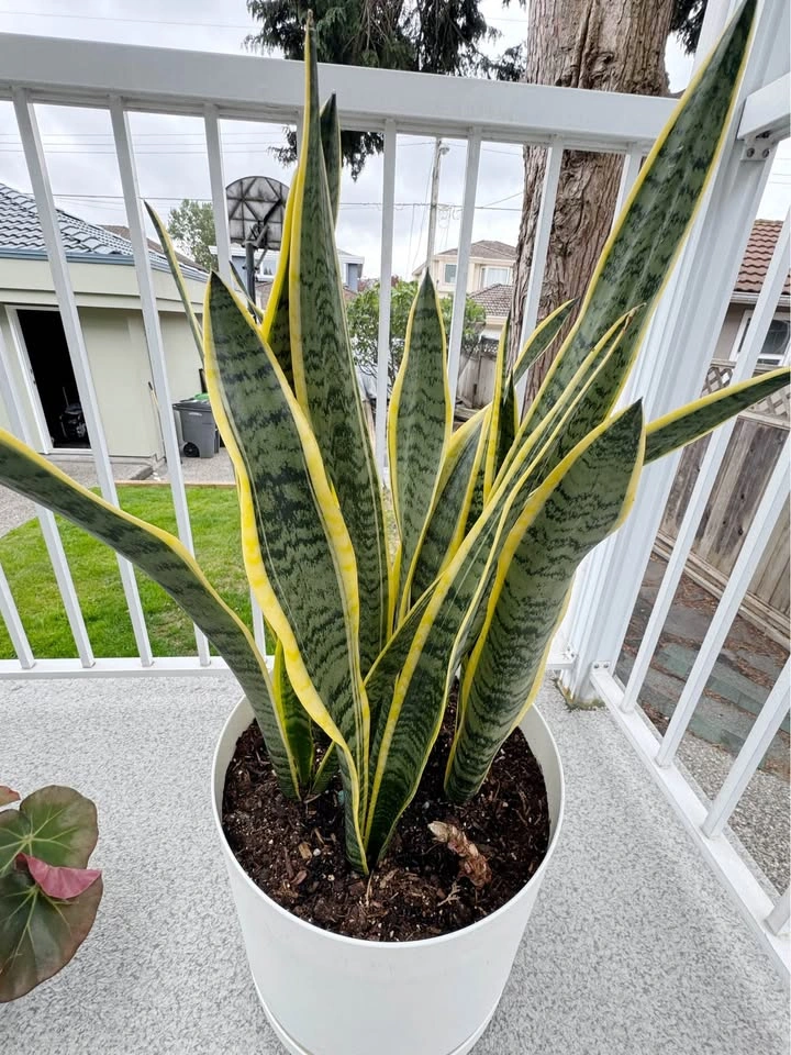 Big Snake Plant - photo 2