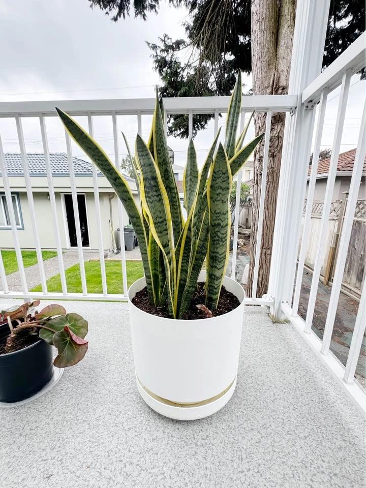 Big Snake Plant - photo 3