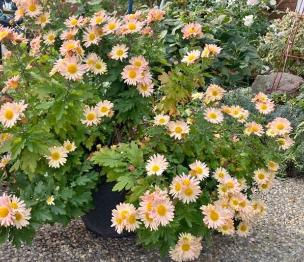 Hardy Garden Mum Seedlings @ Mississauga