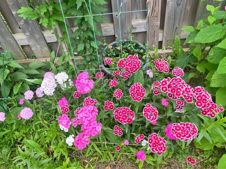 🌸 Sweet William Plant @Mississauga